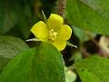 Swamp Loosestrife